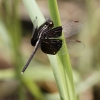 J01_1482 Neurothemis tullia male